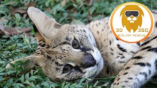 African Serval: Cat of spare parts? in 3D 180VR