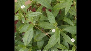 जतिसुकै पुरानो कब्जियत १