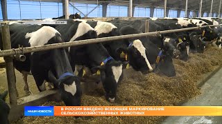 В России введено всеобщее маркирование сельскохозяйственных животных