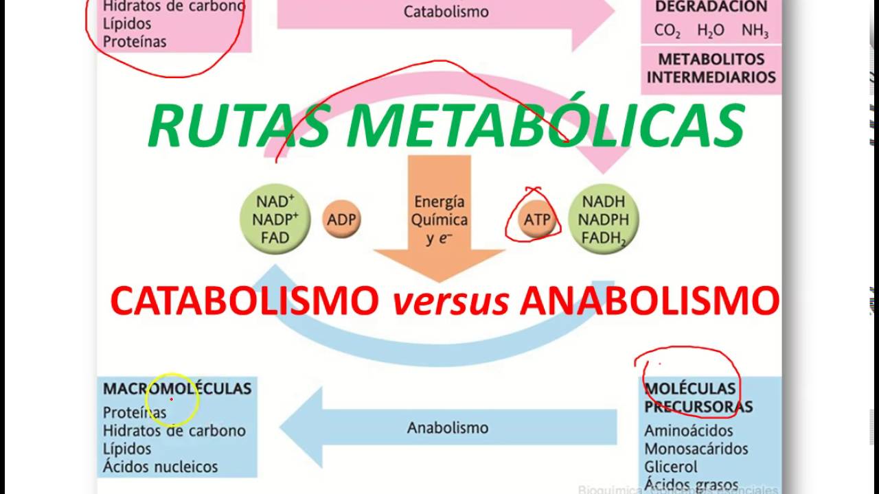 Nos daría las gracias en pirámide de la dieta mediterránea