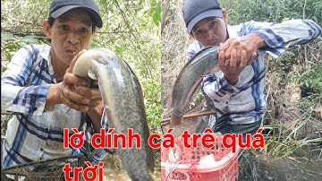 Vừa Vô Rừng Tràm Nước Là Thấy Lờ Cá Rung Dữ Dội – Dính Toàn Cá Trê Lai Khủng, Lờ Sau Cũng Không Kém