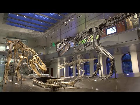 Video: Dinosaurios en los museos de Moscú: qué, dónde y cuándo