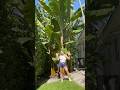 How To Grow Bananas At Home