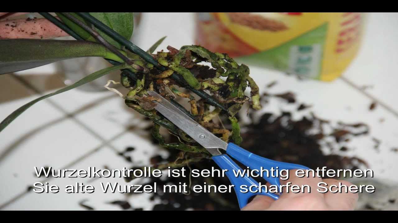 Orchidee Umtopfen In Ein Glas Youtube