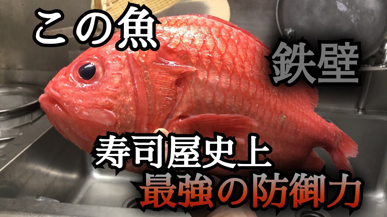 防御力最強】綺麗な見た目で棘がある 鉄壁のディフェンスで身を守る魚