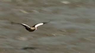 Great % Migration %  % Wild % Ones %  % Episode % 11 %  Free Documentary Nature