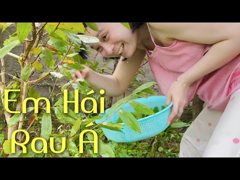 Video Hái Rau Vườn Nhà Em Gái Miền Tây - youtube