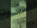 Juvenile Beaugregory Emerges From Coral 🐟🫥🪸