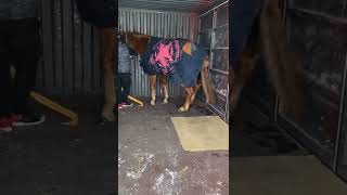 Wild Horse Mare Revolutionizing Young Foals Future Stallions Horses