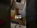ブチギレの瞬間を見よ!
