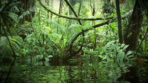Jungle swamp animation done in Blender