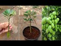 How to grow mango tree from cuttings using natural rooting alovera | Growing mango plant at home