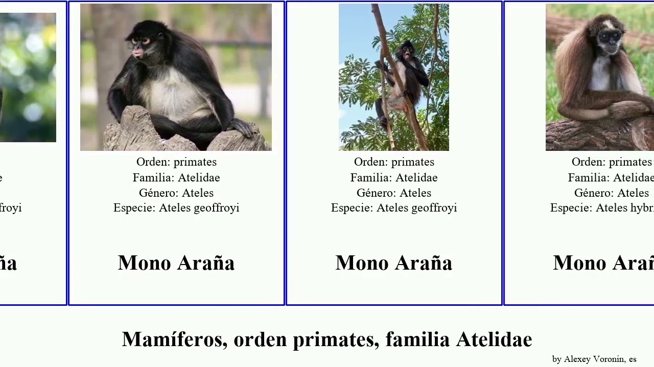 Mamíferos, orden primates, familia Atelidae mamíferos orden primates, familia Atelidae.mammal