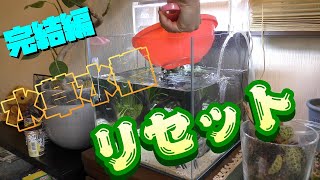 【アクアリウム】貝に侵されし水草水槽リセット（おかんシリーズ完結編）