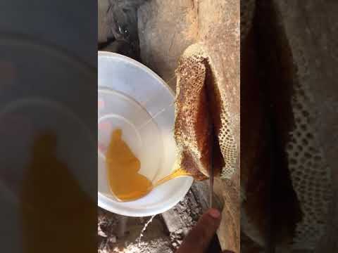 عسل جبلي أصلي