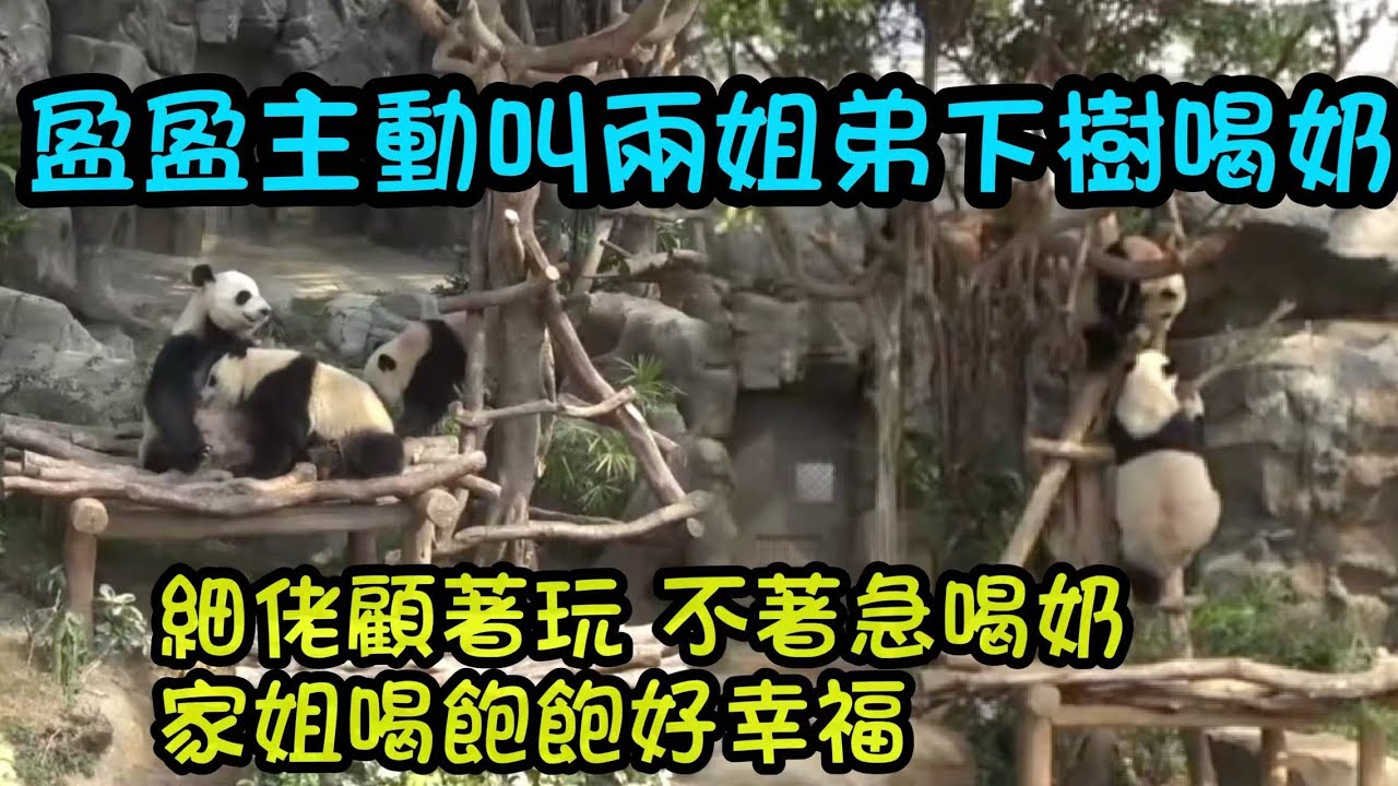 1月16日  盈盈吃飽睡好過來叫家姐細佬下樹喝奶，家姐喝奶細佬就在旁邊玩，家姐喝飽了細佬才來喝