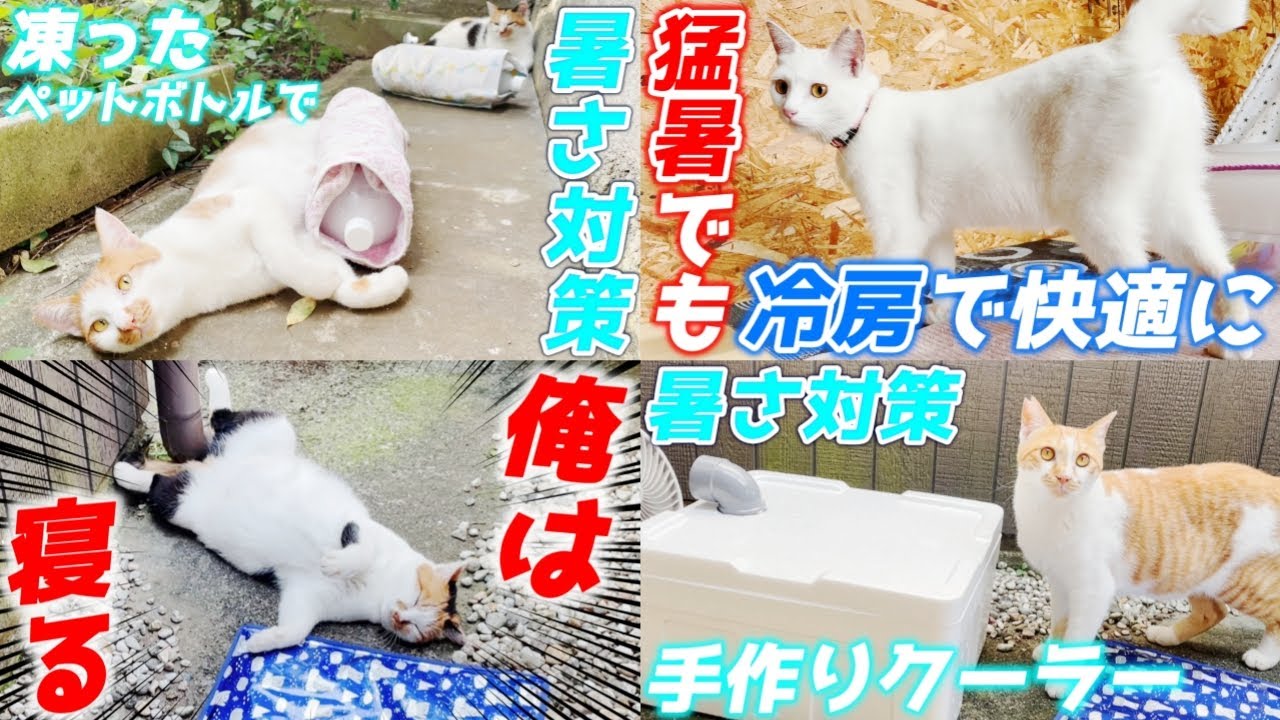 3年間暑い夏を乗り越えてきた三毛猫家族の軌跡！【ミケちゃんファミリーの夏総集編】