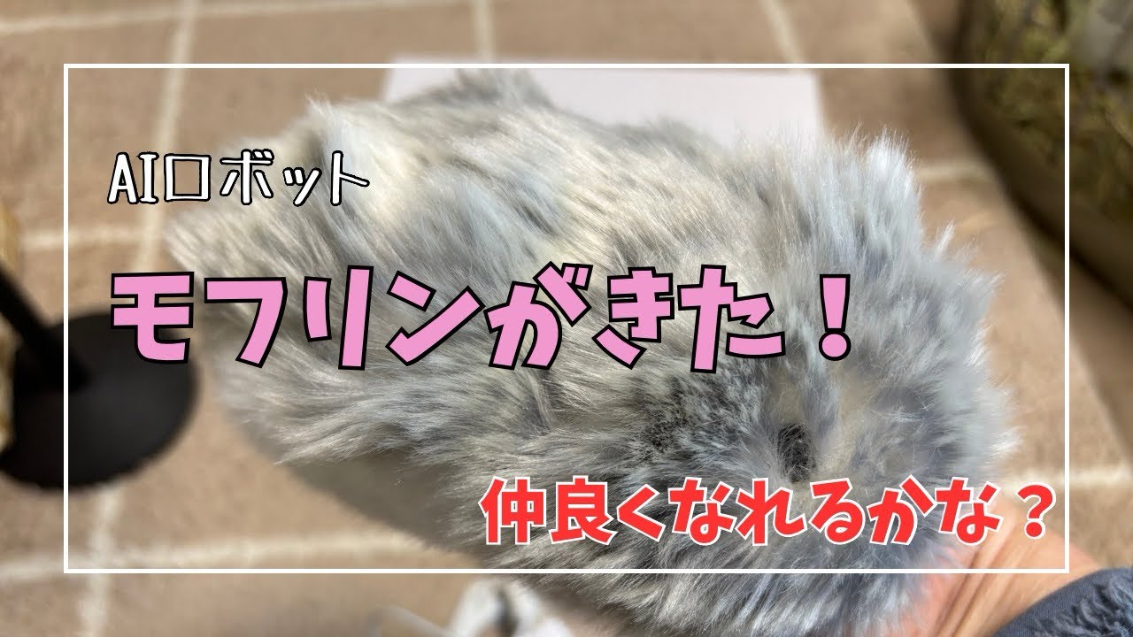 【モフリン】AIロボット モフリンお迎え【開封動画】