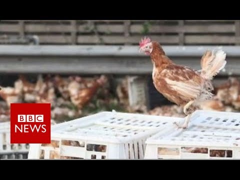Why did the chicken close the road? - BBC News