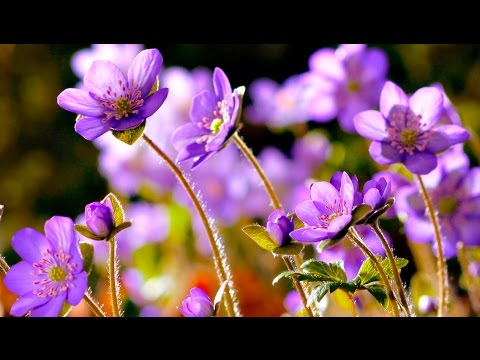 FLOWERS CAN DANCE!!! Amazing nature/ Beautiful blooming flower time lapse video