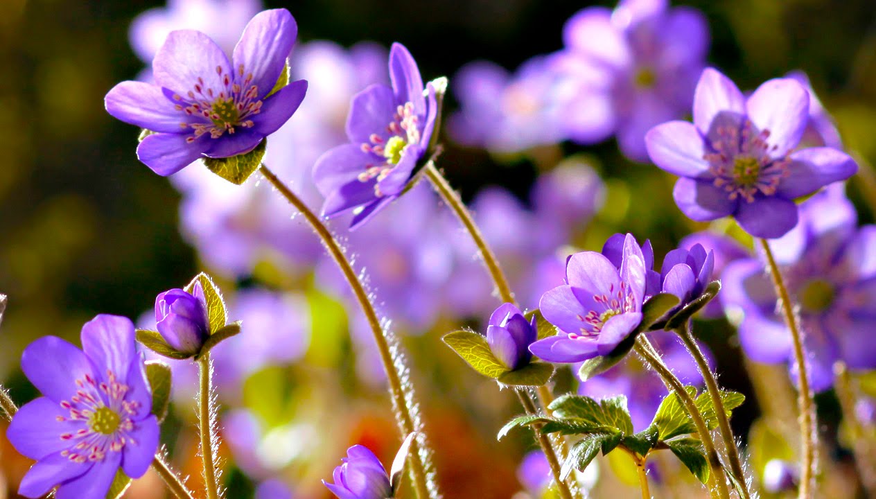 FLOWERS CAN DANCE!!! Amazing nature/ Beautiful blooming ...