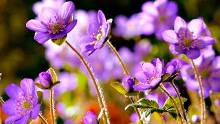 Flowers Can Dance Amazing Nature Beautiful Blooming Flower Time Lapse Video