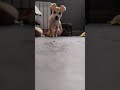 Jak się czai 🤣🤣🤣🤣🤣 #viral #shorts #dog #pies #piesek