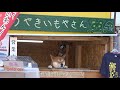 【札幌新名物】犬の焼きいも屋さんに行ってきた　犬やきいも