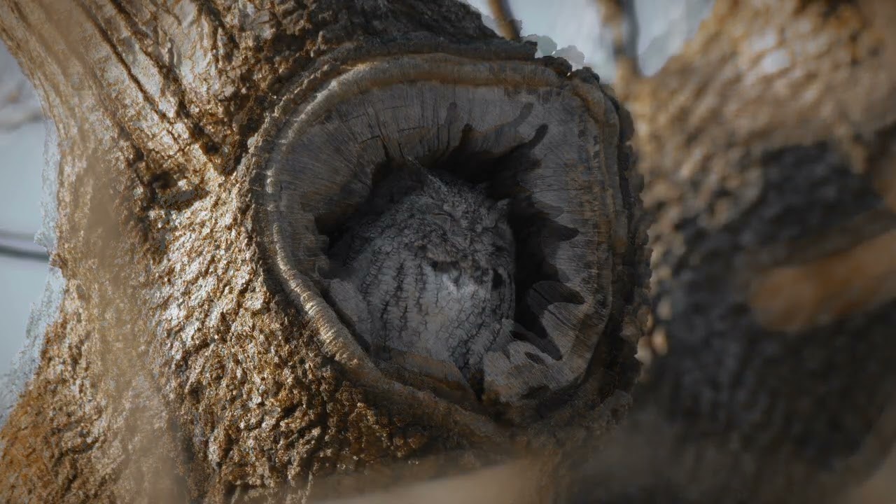 Beautiful Nature scene Gray Morph Screech Owl 