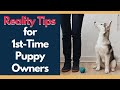 New Puppy Training - Helpful Reality Tips For First Time Dog Owners