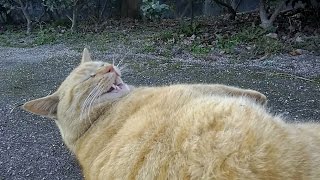 茶トラの野良猫、ちょっと警戒しながらもゴロンゴロンしてきた