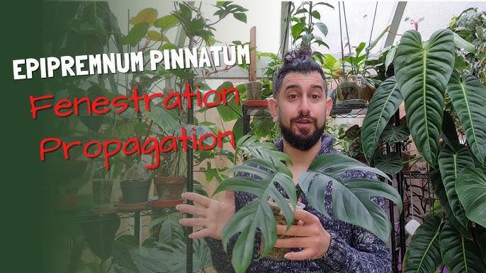 1 Year Epipremnum Pinnatum Variegata Propagation Update & Tips