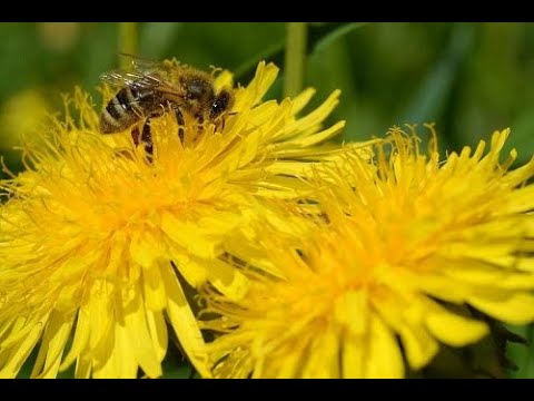 Video: Chlorophytum Për Shëndetin Dhe Bukurinë Në Shtëpi