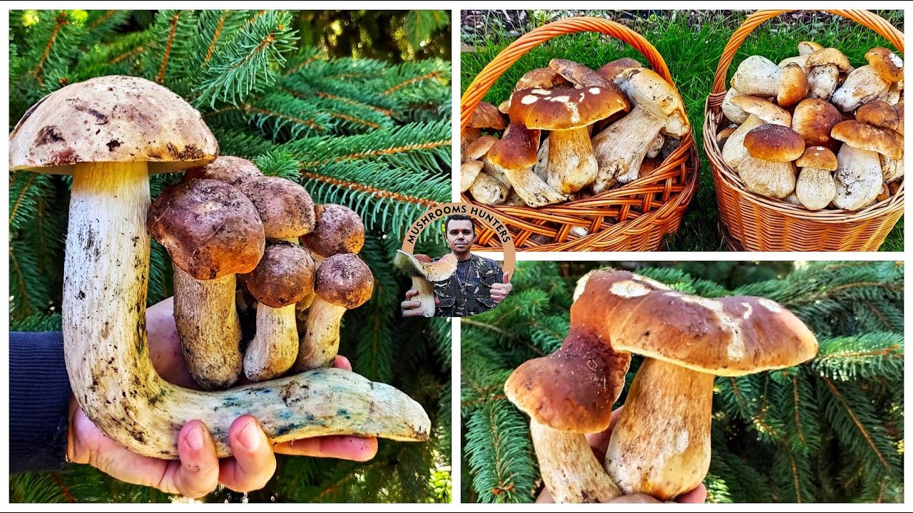Hríby Huby 3.9.2021 Záhorie Senica Dubákový MASAKER TOP kozáky  Funghi Grzyby Houby mushrooms