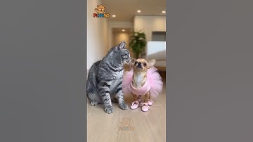 Cat Smacks the Chihuahua… Then Pretends to Be Sweet When the Pitbull Walks In! 😂🐱🐶 | FunPaws #shorts