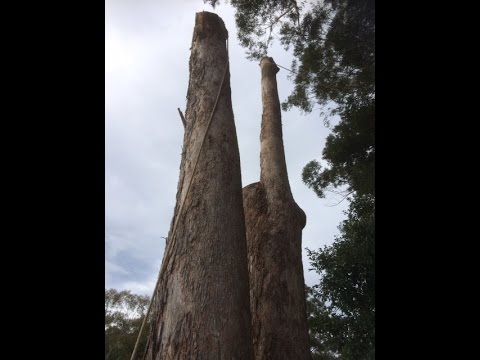 Lowering Device as a Winch | Bohmer's Tree Care