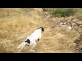 Perro de caza (pointers)