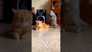 Cat, You Gave Me a Heart Attack! 😹😱🐱 #cat #catvideos #funny #youtubeshorts #shorts #comedy