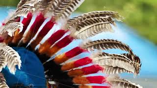 Native American war bonnet showing intricate feathers and traditional craftsmanship Native American war bonnet showing intricate feathers and traditional craftsmanship
