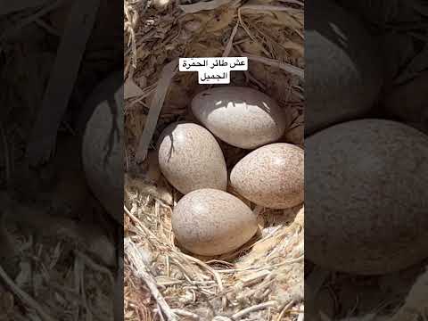 عش طائر الحمرة الجميل