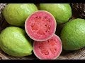 فاكهة الجوافة ( فوائد) - YouTube