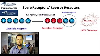 Spare Receptors | Reserve Receptors || Junaid Asghar PhD Affinity Ligand Receptor Interactions Junaid Asghar Phd