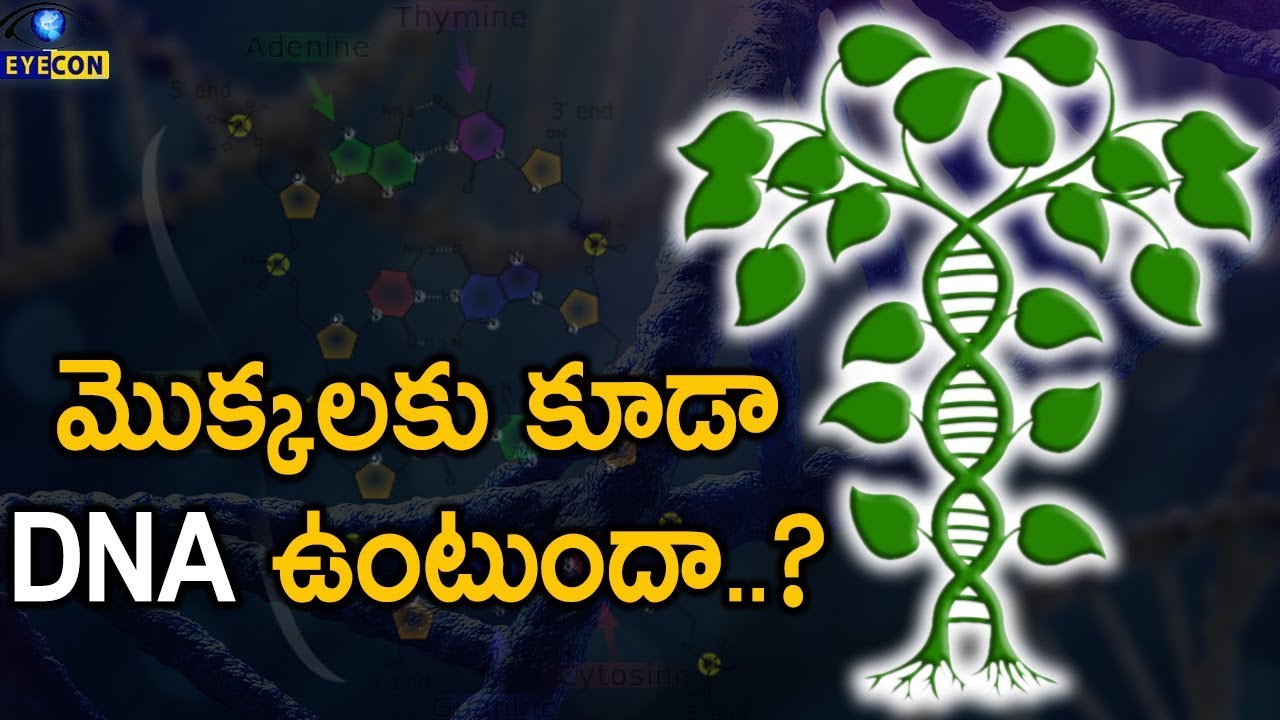 మొక్కలకు కూడా DNA ఉంటుందా..? Do Plants Have DNA..? Eyecon Facts