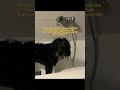 I really thought this was normal 😭 #usa #usashorts #doglife #ad #sponsored