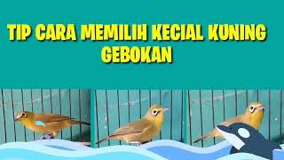 TIP CARA MEMILIH KECIAL YANG BAGUS