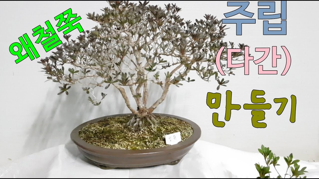 분재주립만들기 왜철쭉분재만들기 분재다간