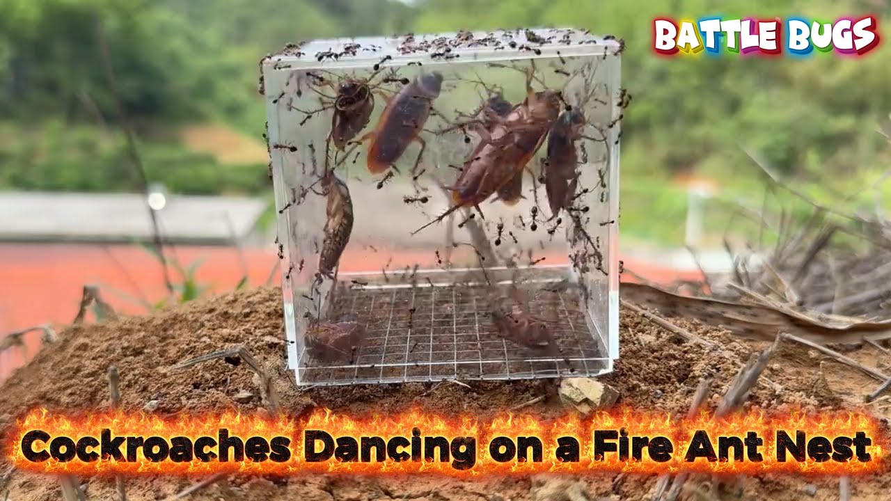 Fire Cockroach Cockroaches Dancing on a Fire Ant Nest 🐜🔥 | What Happens Next? - YouTube