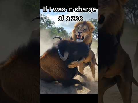 If I was in charge of a zoo. [satire no lions or bison were injured in this video.] 😉 #funny #Shorts