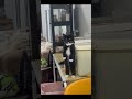 馋嘴小猫合辑 #万物可爱计划 #catloves