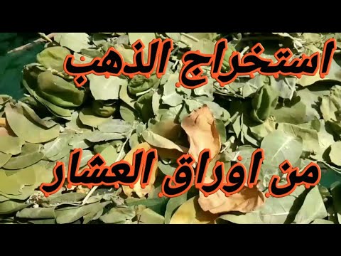 استخراج الذهب من اوراق شجره العشار 